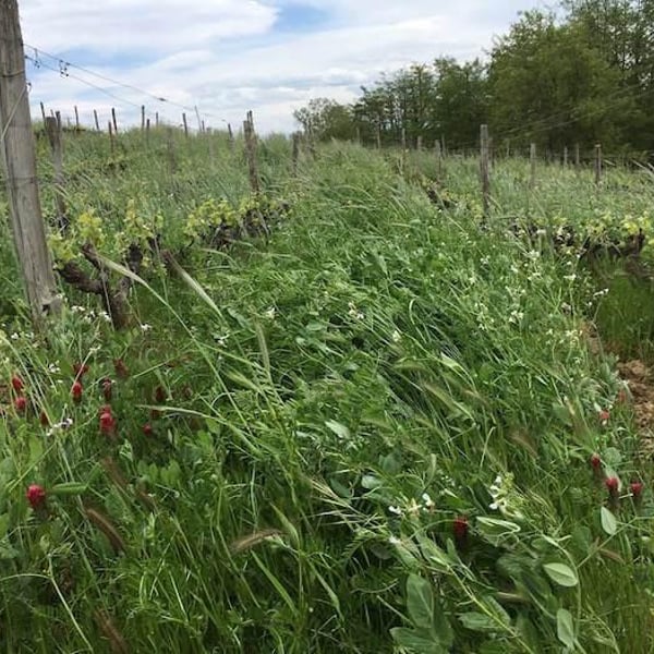 Domaine des Bardes - Emmanuel Tracol
