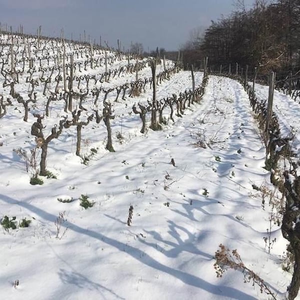 Domaine des Bardes - Emmanuel Tracol