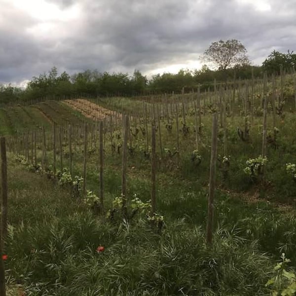 Domaine des Bardes - Emmanuel Tracol