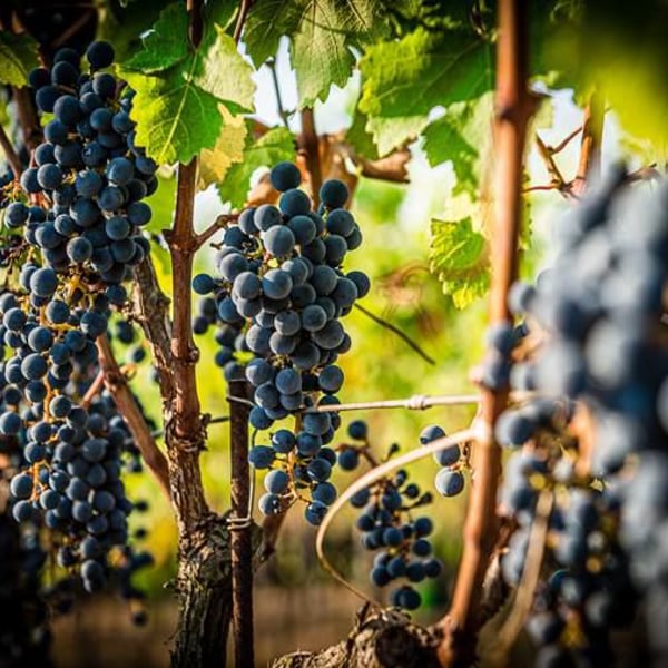 Azienda Agricola I Chicchi - Enrico Rosati & Federica Marelli