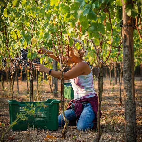 Azienda Agricola I Chicchi - Enrico Rosati & Federica Marelli