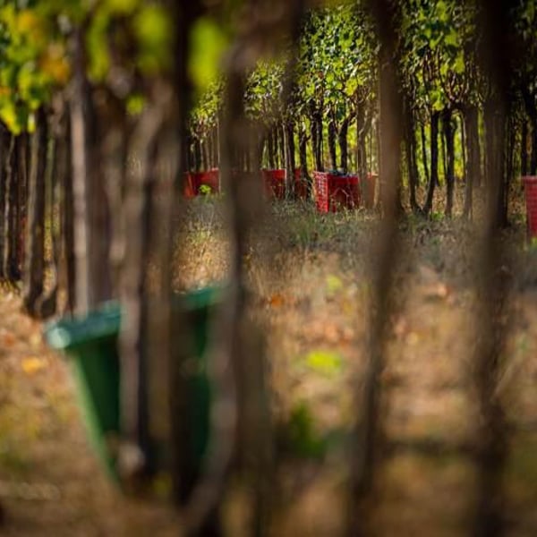Azienda Agricola I Chicchi - Enrico Rosati & Federica Marelli