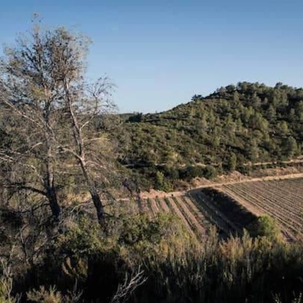 Sifer Wines - Ephraim Orengo
