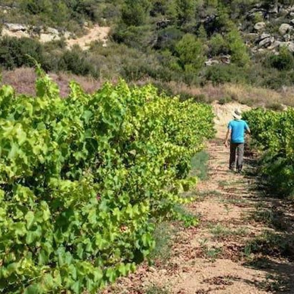 Sifer Wines - Ephraim Orengo
