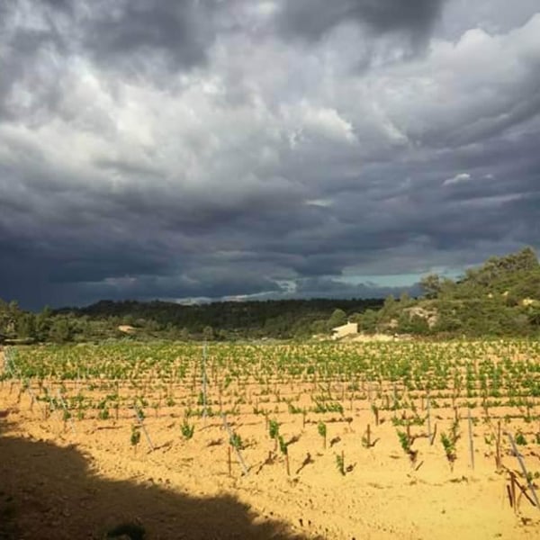 Sifer Wines - Ephraim Orengo