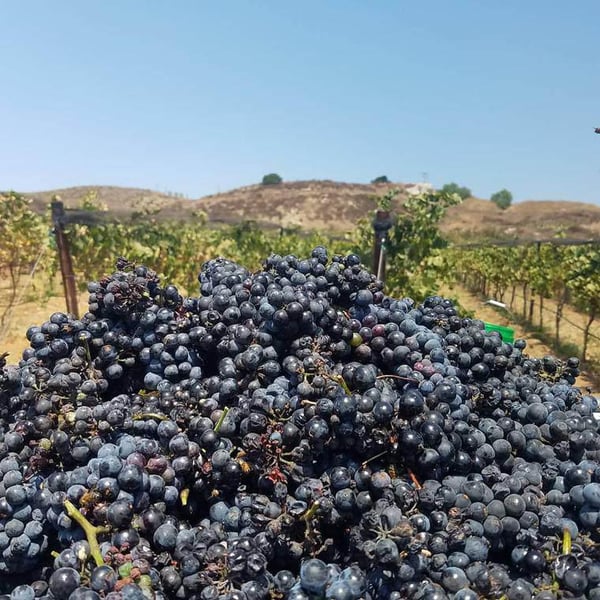Charlie & Echo Winery - Eric Van Drunen