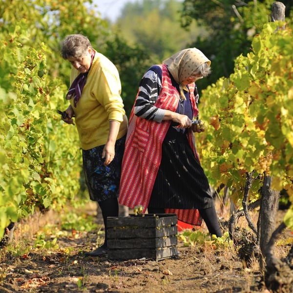 Francuska Vinarija - Estelle & Cyrille Bongiraud