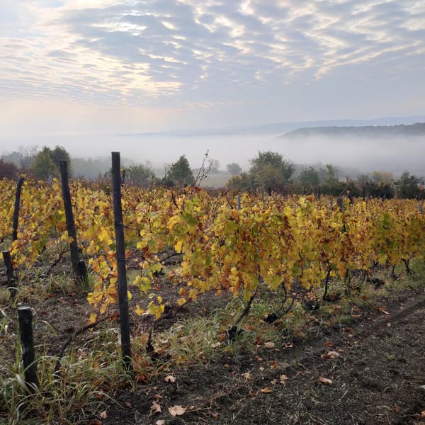 Francuska Vinarija - Estelle & Cyrille Bongiraud