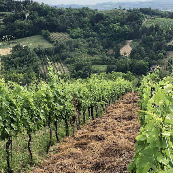 Cantina Mezzacane - Eugenio Barbieri, Caterina e Andrea Vistarini