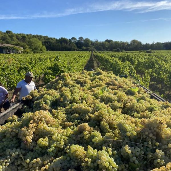 Domaine de Malaïgue - Francois Reboul