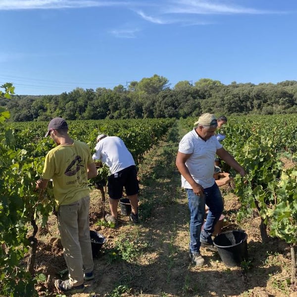 Domaine de Malaïgue - Francois Reboul