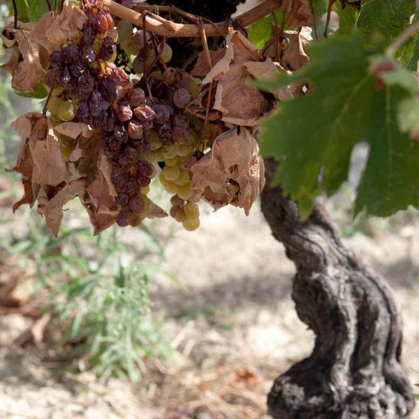 Azienda Agricola Ezio Cerruti - Ezio Cerruti