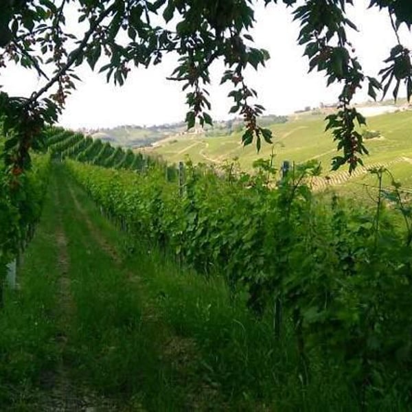 Azienda Agricola Ezio Cerruti - Ezio Cerruti