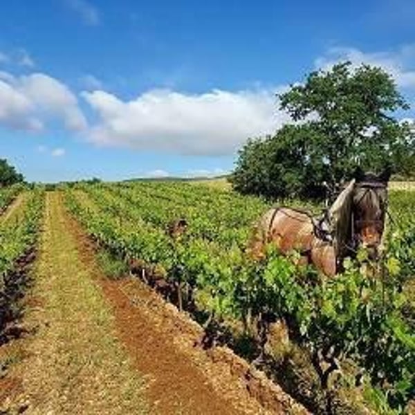 Domaine du petit bonhomme - Fabien Chanavas