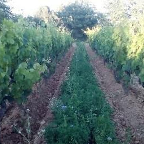 Domaine du petit bonhomme - Fabien Chanavas