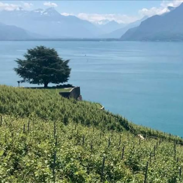 Clos Calamin - Fabien Vallélian