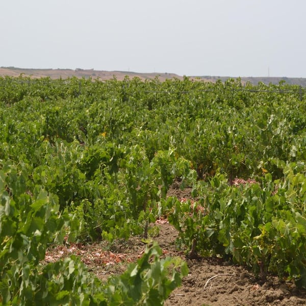 Azienda Agricola Millami - Fabio Diego Morsello Angileri