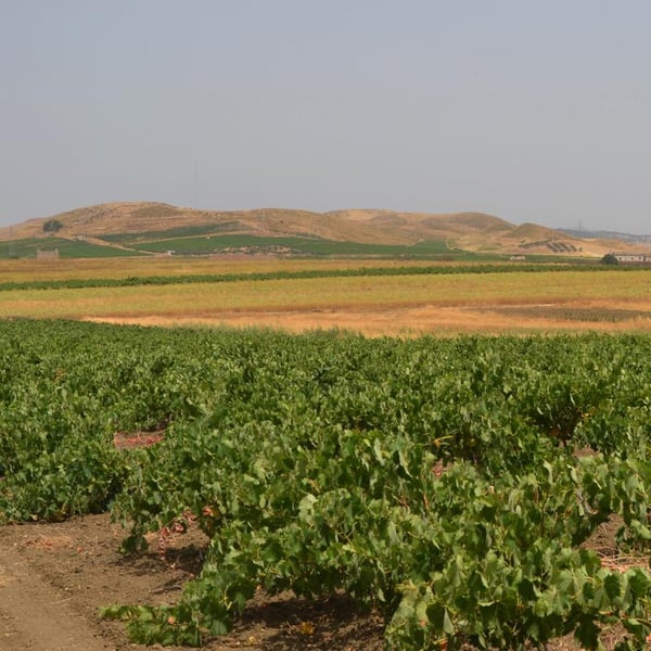 Azienda Agricola Millami - Fabio Diego Morsello Angileri