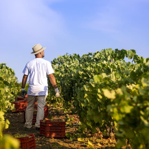 Azienda Agricola Ferracane - Fabio Ferracane
