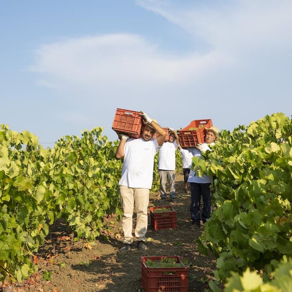 Azienda Agricola Ferracane - Fabio Ferracane