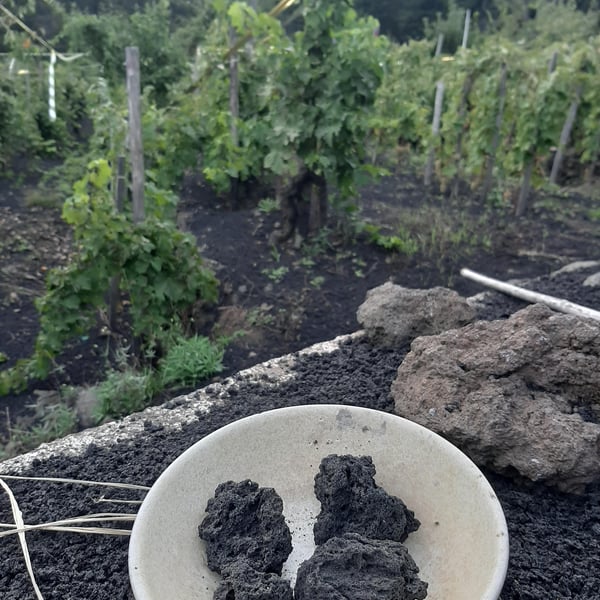 Azienda Agricola Signorelli - Fabio Signorelli