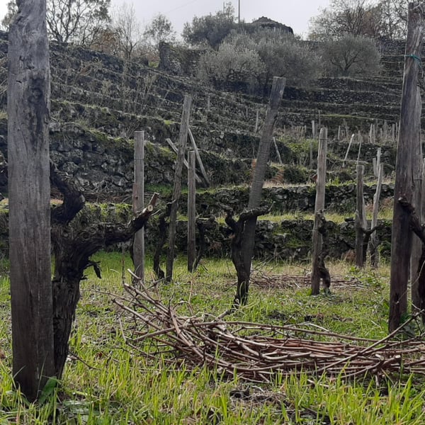 Azienda Agricola Signorelli - Fabio Signorelli