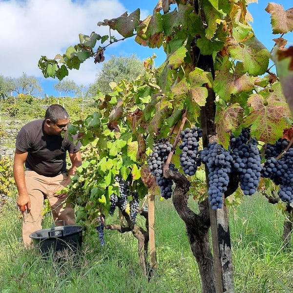 Azienda Agricola Signorelli - Fabio Signorelli