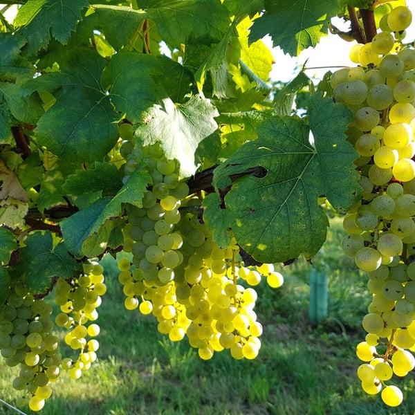 Terre Grosse - Famiglia Toninato