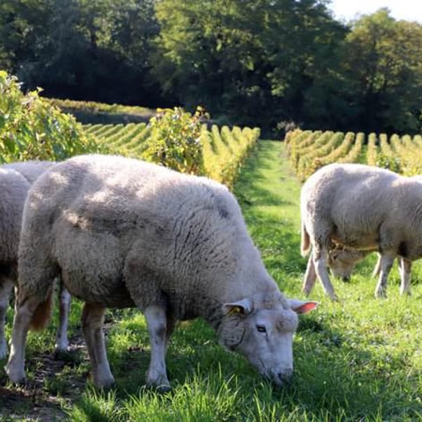 Champagne Roger Coulon - Famille Coulon