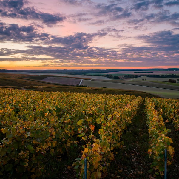 Domaine de Mondeville - Famille Dumont