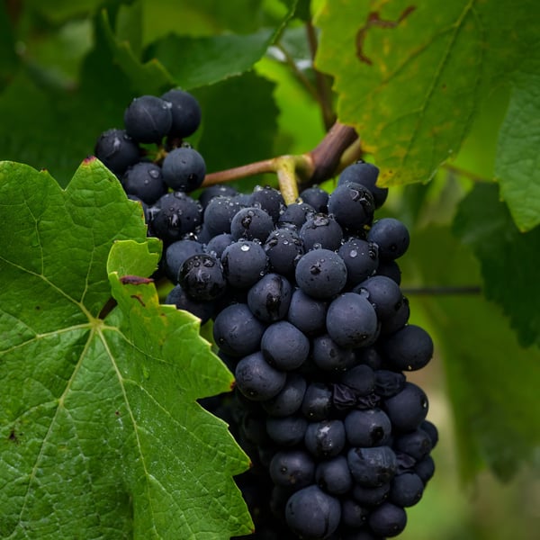 Domaine de Mondeville - Famille Dumont