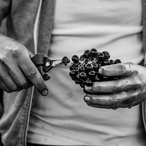 Domaine de Mondeville - Famille Dumont
