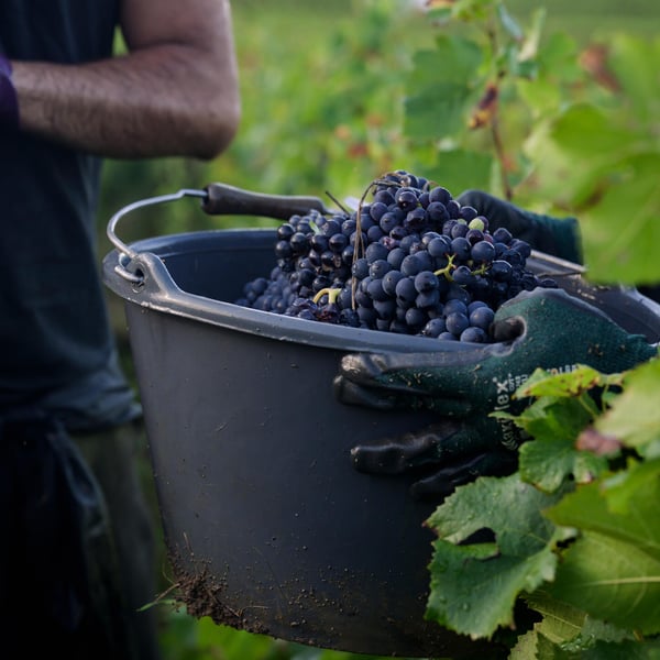 Domaine de Mondeville - Famille Dumont