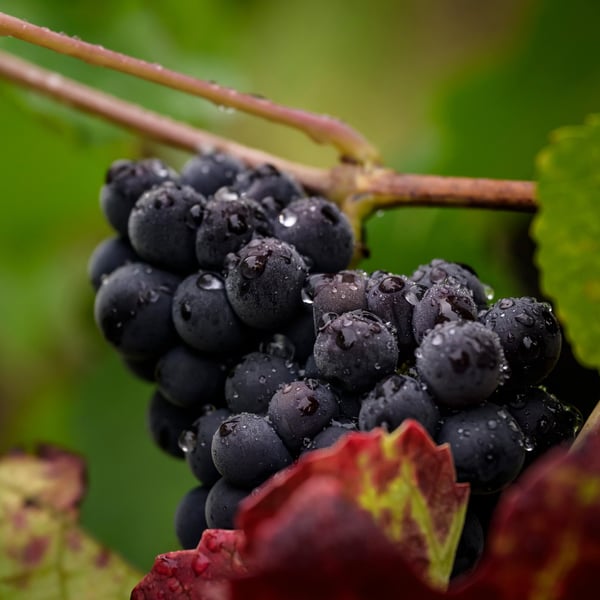Domaine de Mondeville - Famille Dumont