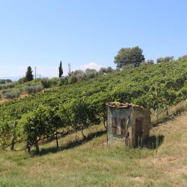 Azienda Agricola McCalin - Federico Nardi