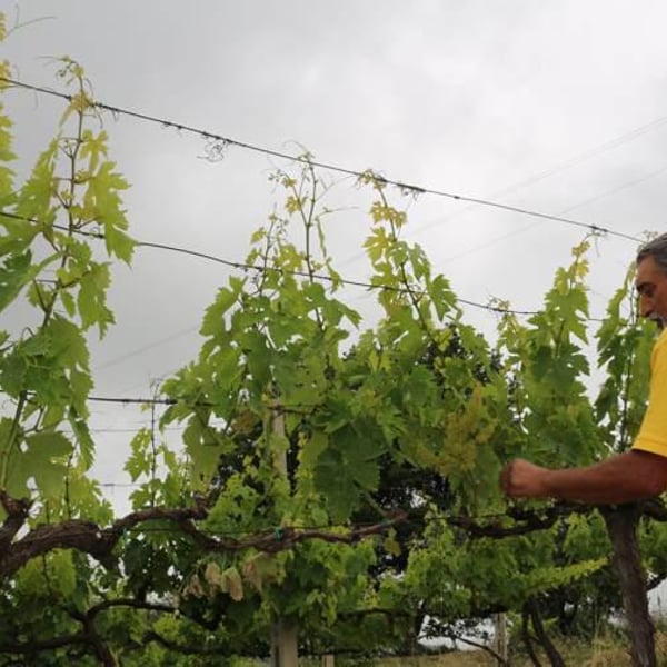 Azienda Agricola McCalin - Federico Nardi