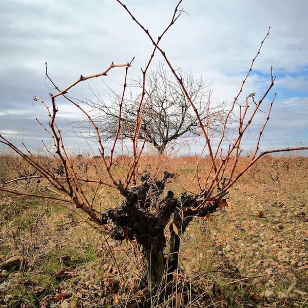 Clandelvino Bodega - Fernando e Irene