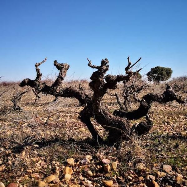Clandelvino Bodega - Fernando e Irene