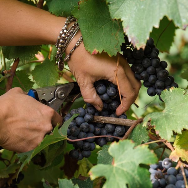 Denise & Elisa Ferretti