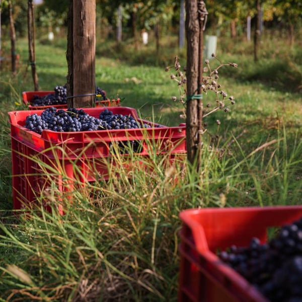 Denise & Elisa Ferretti