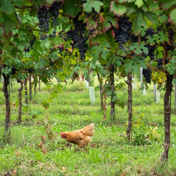 Denise & Elisa Ferretti