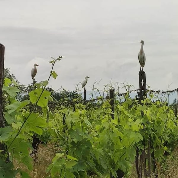 Malerba Società Agricola - Filippo Artini, Marco Valentini