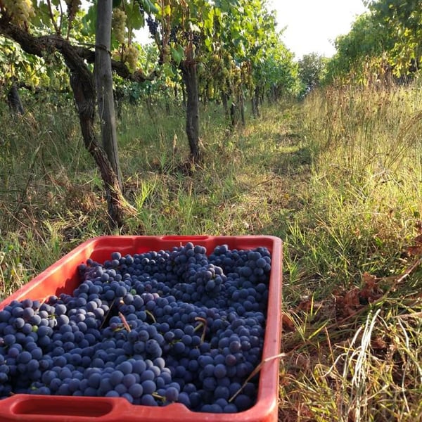 Malerba Società Agricola - Filippo Artini, Marco Valentini