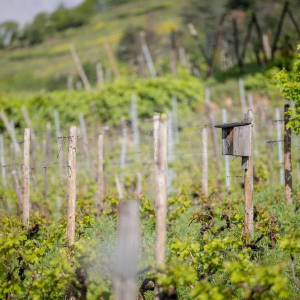 Les Vignes du Vingabond - Florian Spannagel