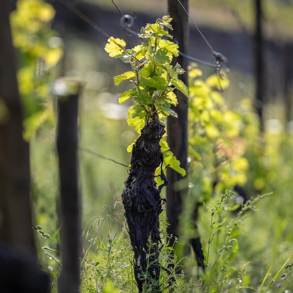 Les Vignes du Vingabond - Florian Spannagel