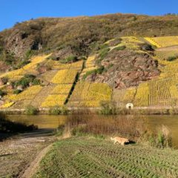 Weingut Jus Naturae - Florian Wecker