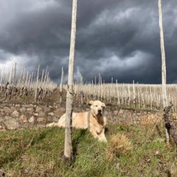 Weingut Jus Naturae - Florian Wecker