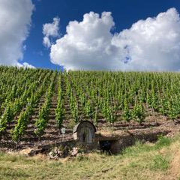 Weingut Jus Naturae - Florian Wecker