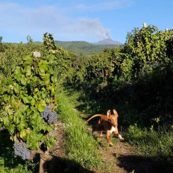 Cantina Malopasso - Floriana Cosentino