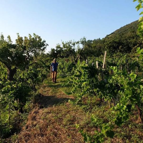 Cantina Malopasso - Floriana Cosentino